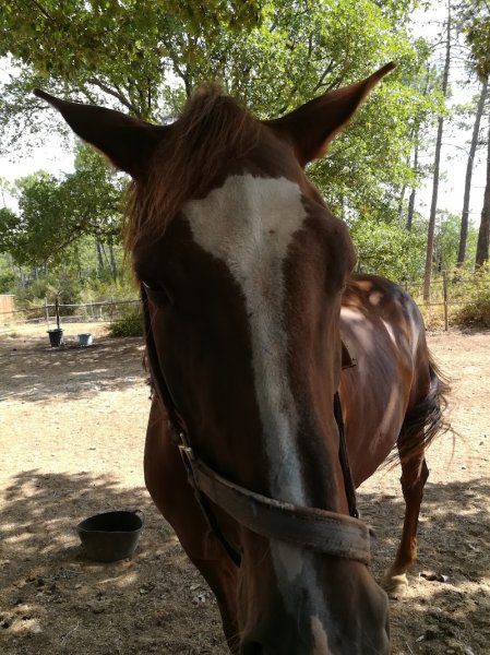 Ecurie Prometteuze - photo 1