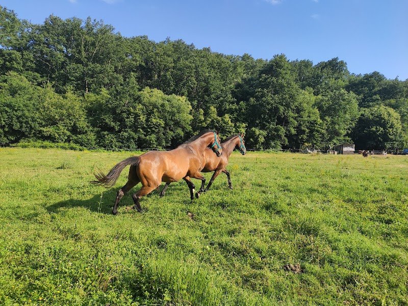 La Ferme Équestre de Pijaubert - photo 1