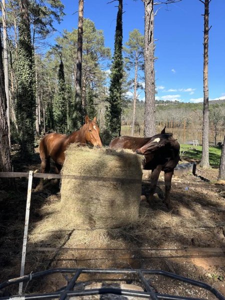 PENSION CHEVAUX (PARAHORSES) CALLIAN 83440
