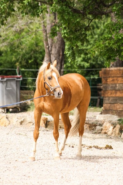 Les Ecuries de l'O - photo 2
