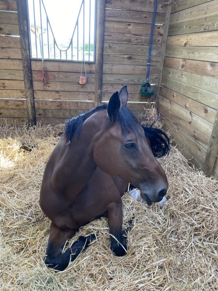 L'Ecurie Grandpierre - photo 3