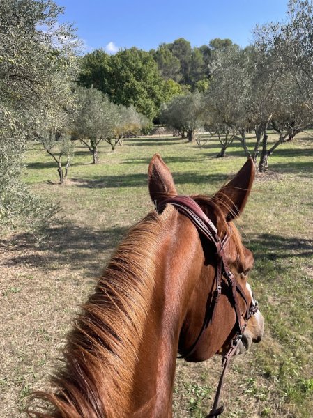 Écuries Mont Vert - photo 1