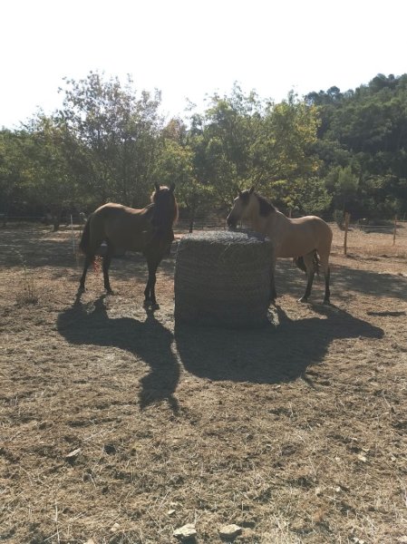 LES ECURIES DU NANOU - photo 3