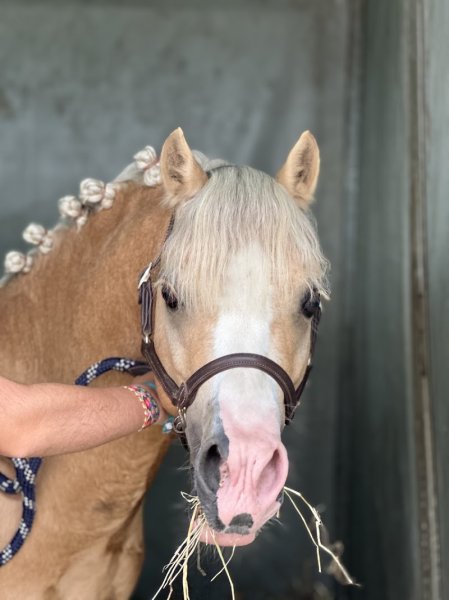 Haras de Bois Soleil - photo 1