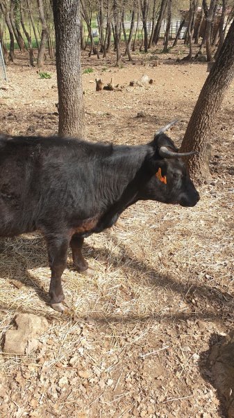 Les Écuries D'Edoras - photo 2