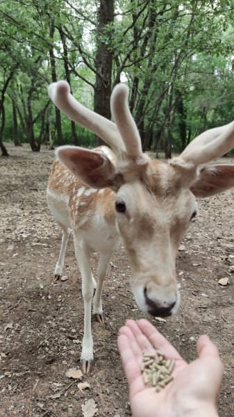 Les Écuries D'Edoras - photo 3