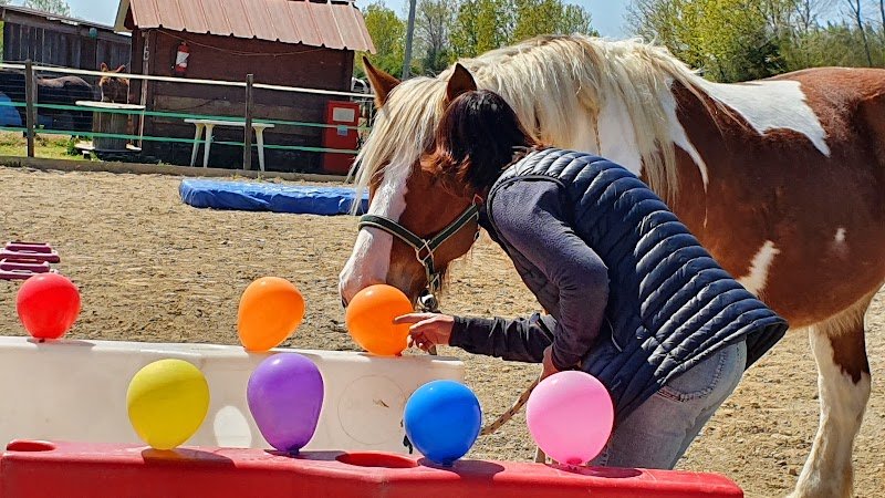 Le Pouvoir des Chevaux - photo 3