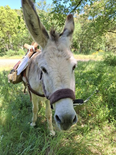 pension des ducs - photo 1