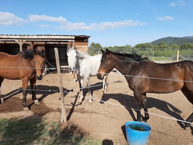Écurie les oliviers - photo 2