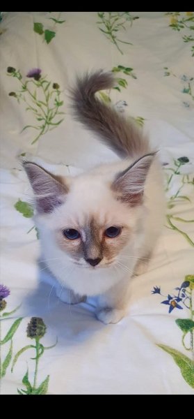 Pension féline de Barbeiranne, Pignans, Var - photo 1