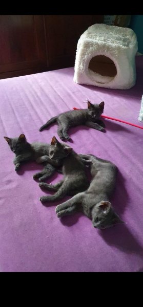 Pension féline de Barbeiranne, Pignans, Var - photo 2