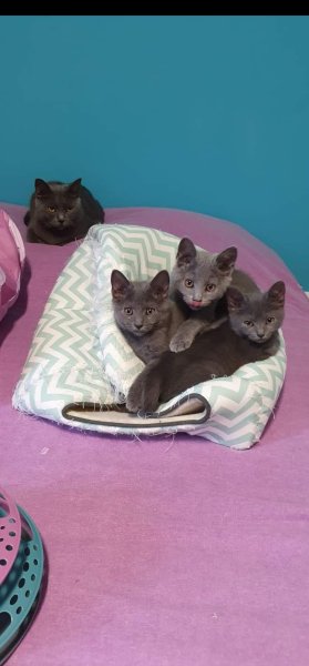 Pension féline de Barbeiranne, Pignans, Var - photo 3