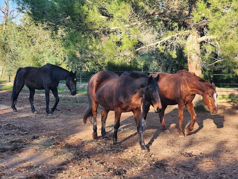 LES ECURIES DU SOLEIL (Pension pour chevaux) - photo 2