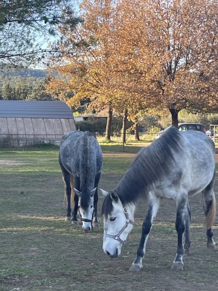 Écurie Gasparini - photo 2