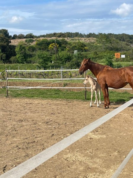Écurie Gasparini - photo 3