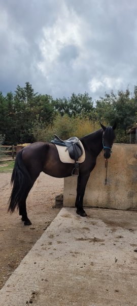 Ecurie Azcue - photo 1