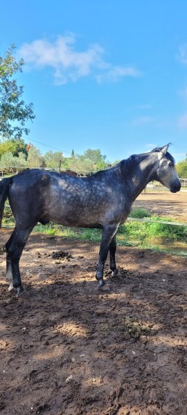 Ecurie Azcue - photo 2