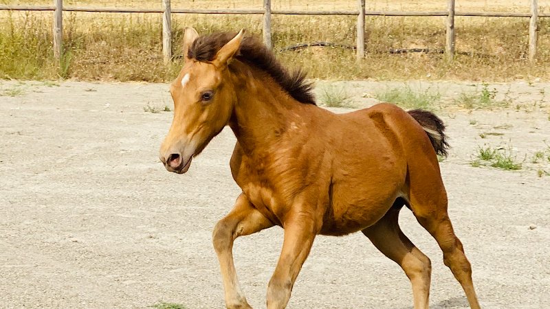 Les Écuries de la Neuve - photo 1