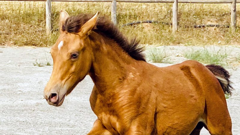 Les Écuries de la Neuve - photo 2
