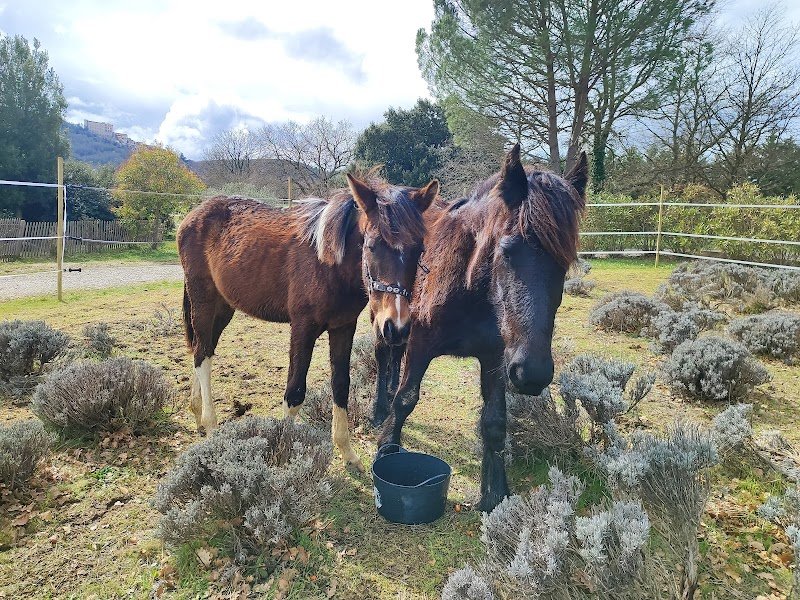 Le Domaine de l'Art Equestre - photo 2