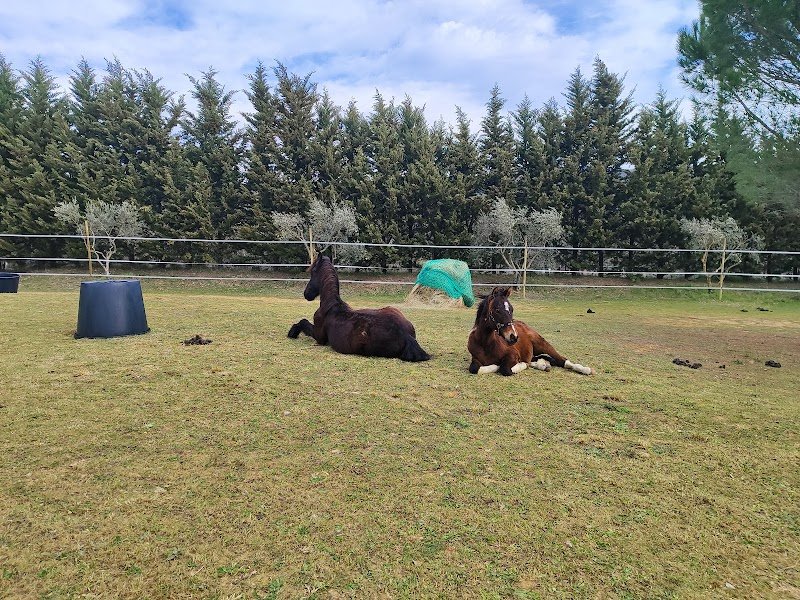 Le Domaine de l'Art Equestre - photo 3