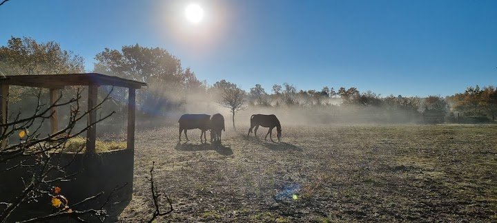 Ecurie des Lombards - photo 3