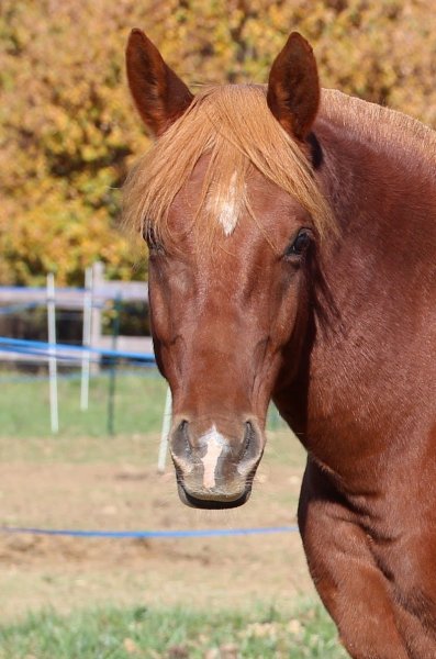 Centre Equestre de Bastidan - photo 3