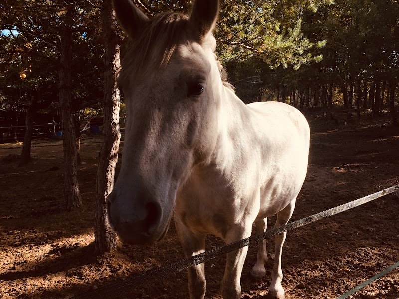 Tous en Selle, Centre équestre Rians, Var - photo 2