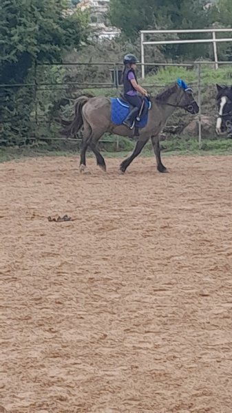 Ecuries Laurent Palési - Centre équestre de Carnoules - photo 2