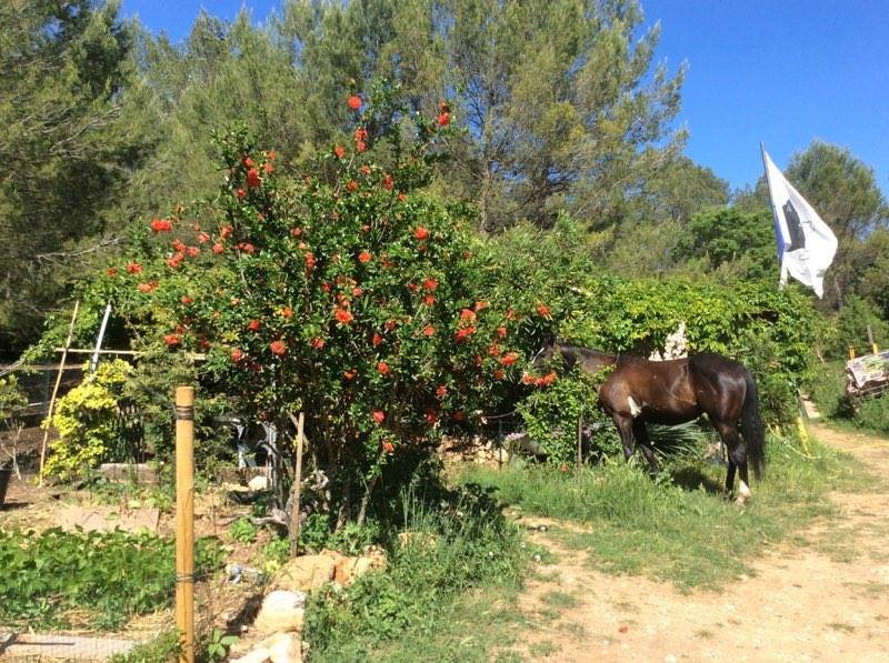 Les Chevaux Du Bessillon - photo 3