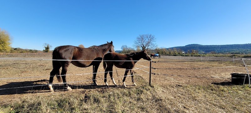 Haras de la Chesnaie - photo 2
