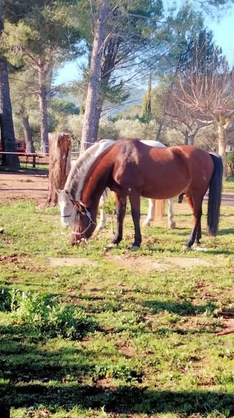 Haras de la Chesnaie - photo 3