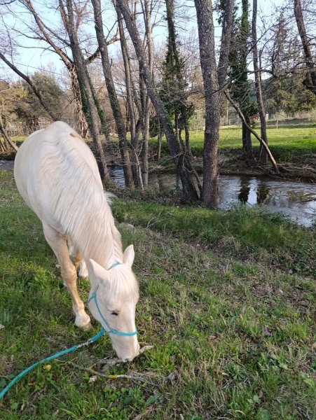 Les écuries de Pimaquet