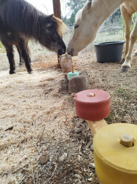 Les écuries de Pimaquet - photo 2