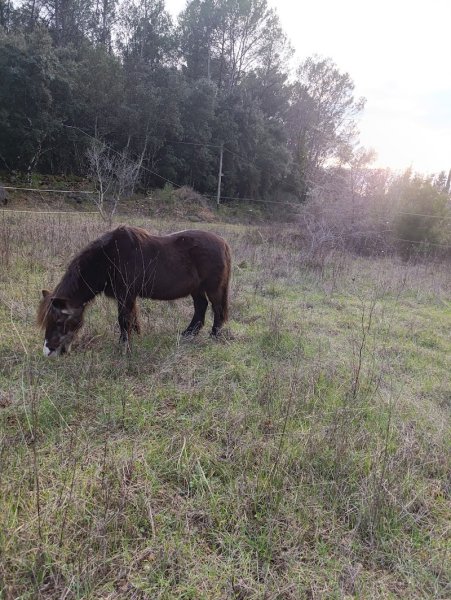 Les écuries de Pimaquet - photo 3