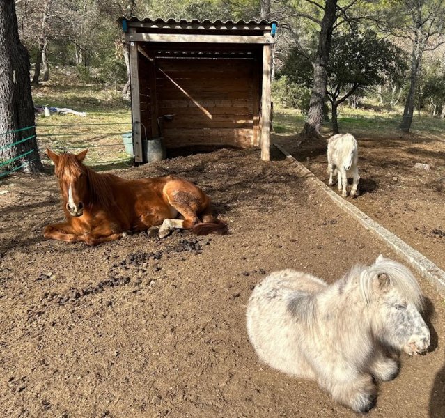 mon ami poney® Sainte Anastasie Sur Issole