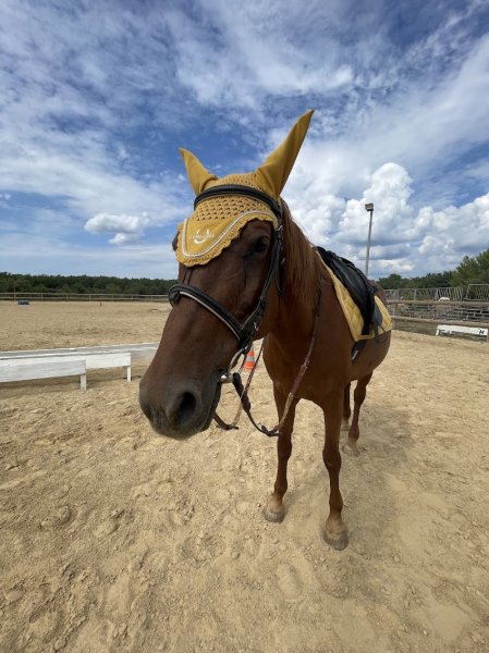 CENTRE EQUESTRE DE MONTMEYAN - photo 3