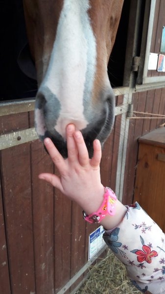 Écuries du gros chêne - Loize Xavier - photo 1