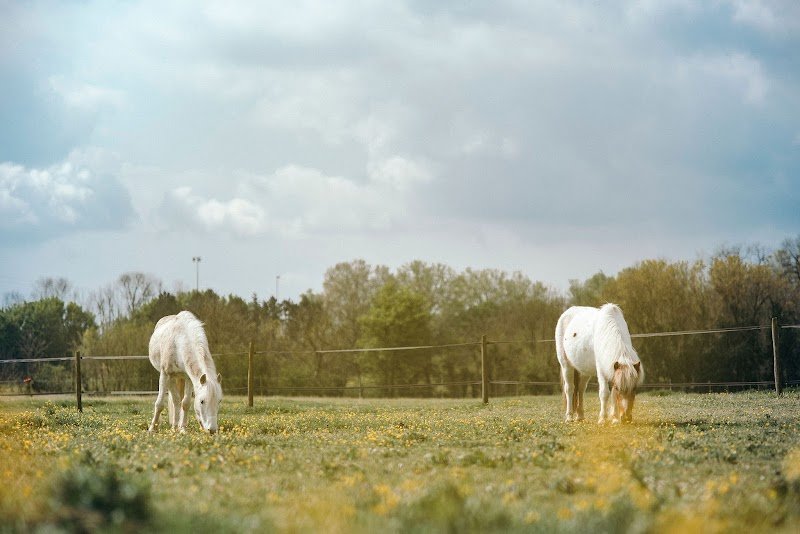 Les Écuries De Balagny - photo 3