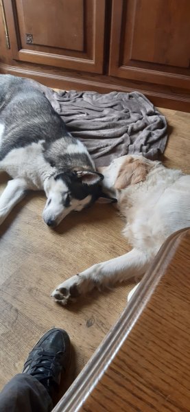 Gaschot Pension Familiale - photo 3