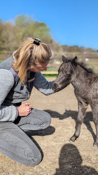 RHEA HORSES Chevaux Miniatures - Elevage, Vente - Hébergement - photo 2