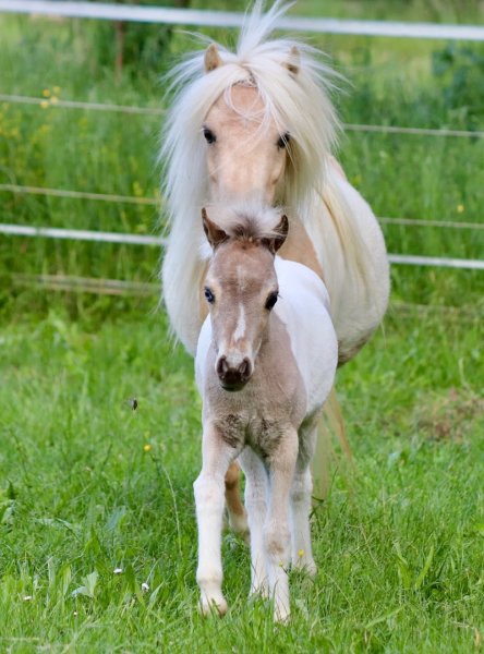 RHEA HORSES Chevaux Miniatures - Elevage, Vente - Hébergement - photo 3