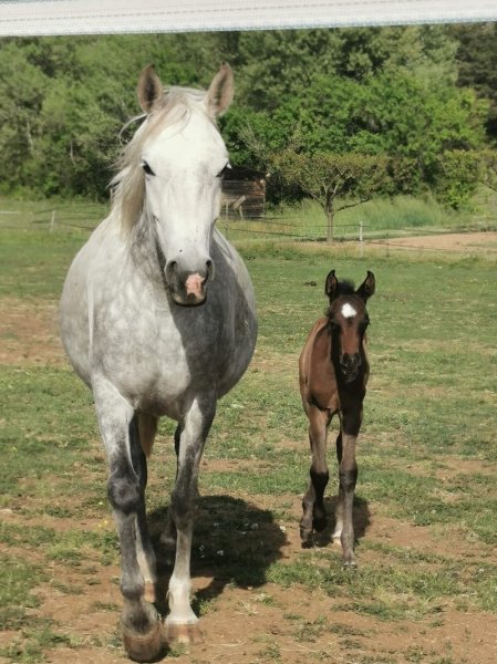 Ferme Equestre Saint Lazare - photo 2