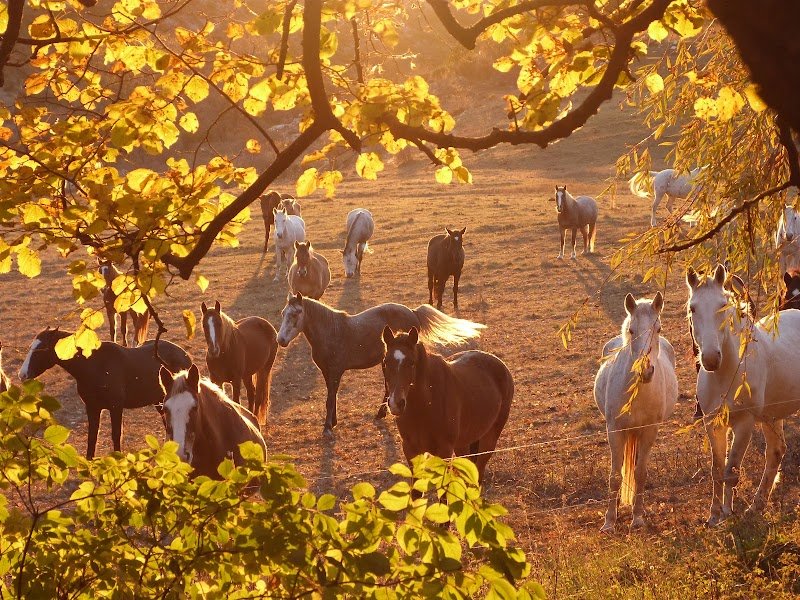 les Chevaux du Verdon - photo 1
