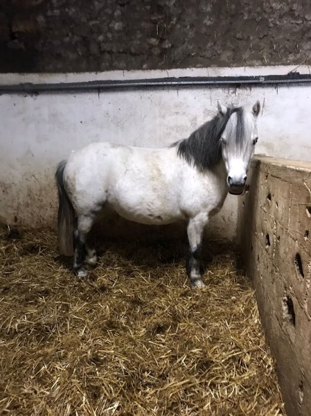 Écurie de la Vallée de Chevreuse - photo 1