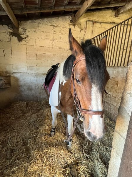 Écurie de la Vallée de Chevreuse - photo 2