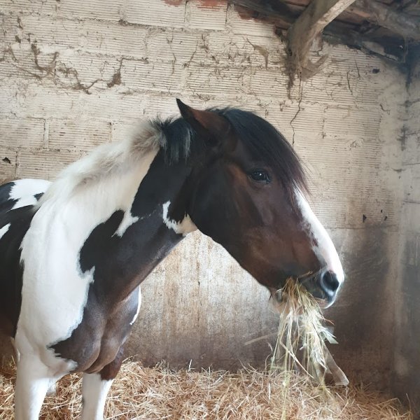 Écurie de la Vallée de Chevreuse - photo 3