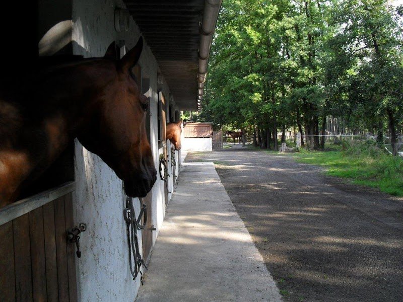 Écurie des Grandes Terres - photo 3