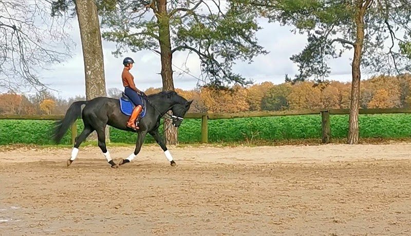 Haras de Chevreuse - photo 3