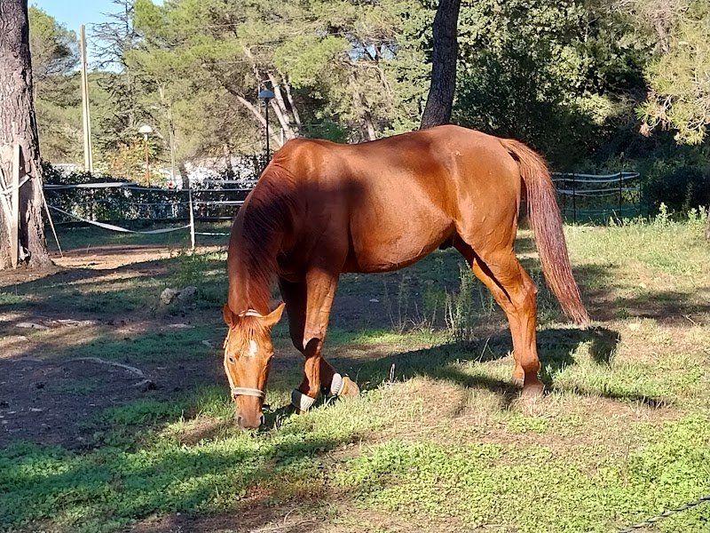 Les chevaux de Margaux - photo 2